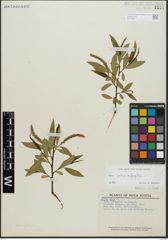 Foto von Salix alba L. x Salix fragilis L.